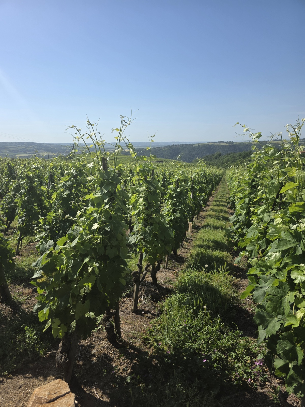 Visit at the Domaine Burgaud in Cote-Rotie (28.05.2026)